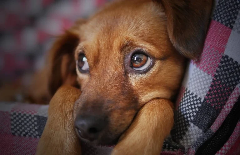 Tips to Traveling with Your ESA or Pet