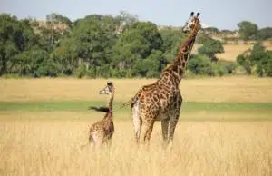 summit-kenya-giraffes-300x194