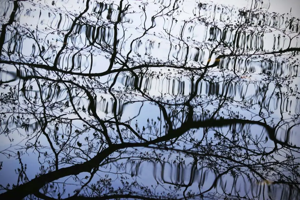 Out-of-focus tree with interconnected branches symbolizing inner complexity and unity through the fragmentation of self