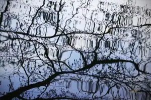 Out-of-focus tree with interconnected branches symbolizing inner complexity and unity through the fragmentation of self