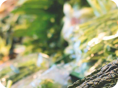 Functional Nutrition Therapy and Holistic Therapy​